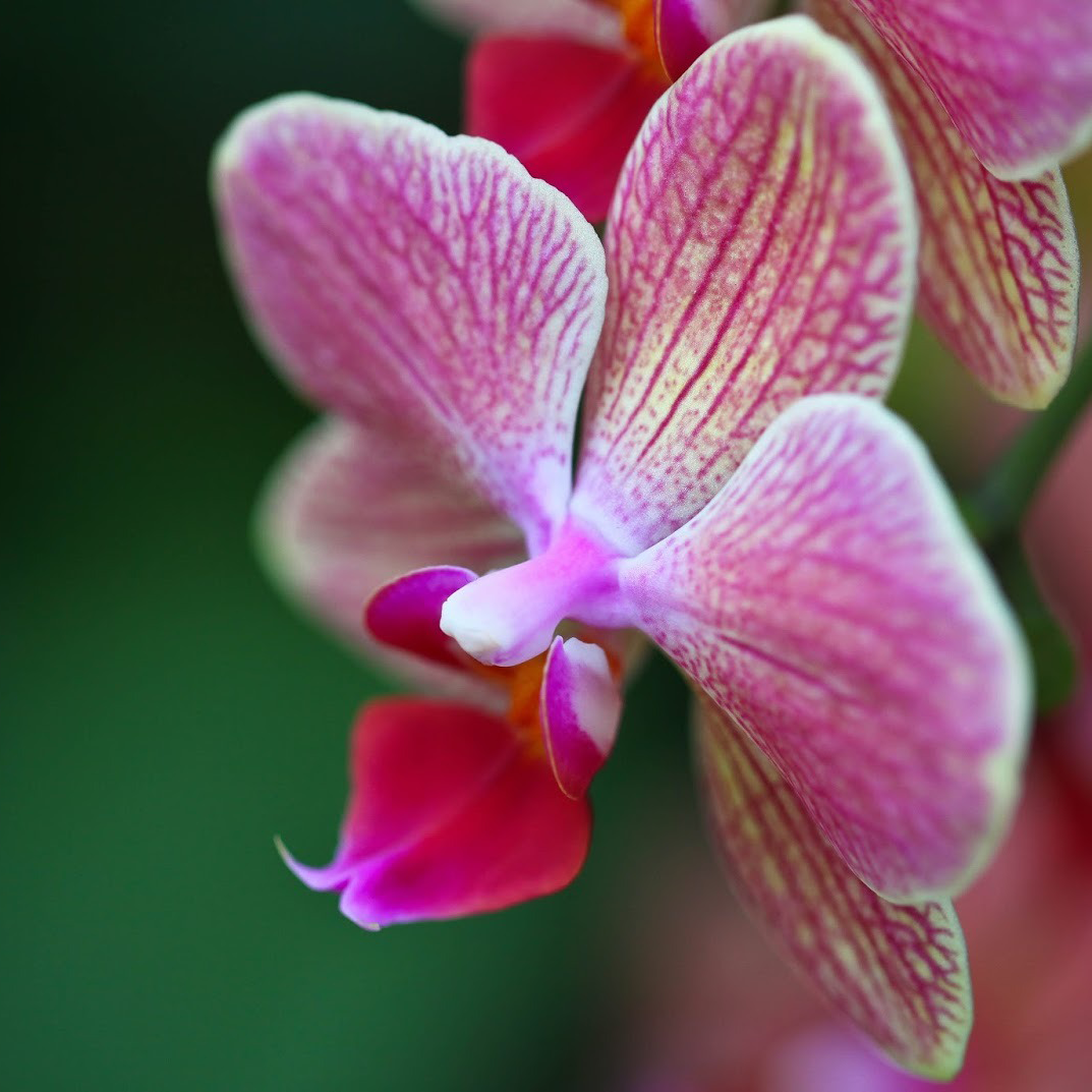 Leia mais sobre o artigo HUTEC E ORQUIDÁRIO COMEMORAM UM ANO DE PARCERIA